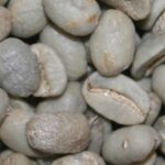 зеленый кофе органика
