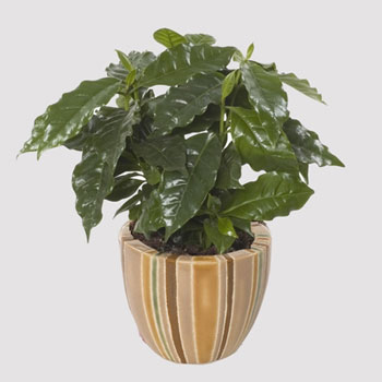 yxod_za_rasteniem_coffee